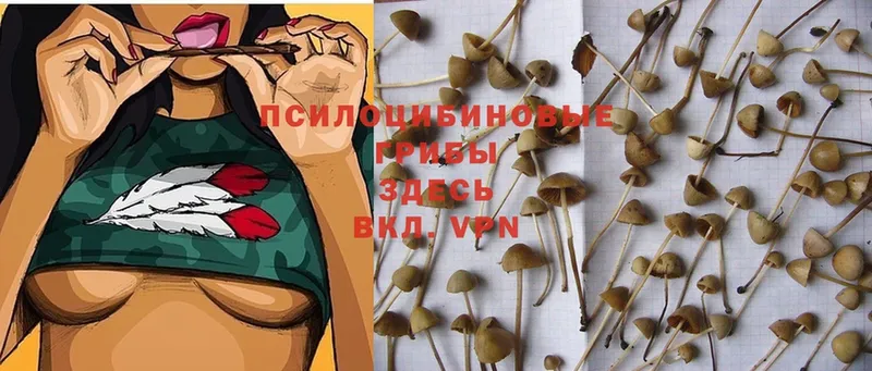 хочу   Заинск  Галлюциногенные грибы Magic Shrooms 